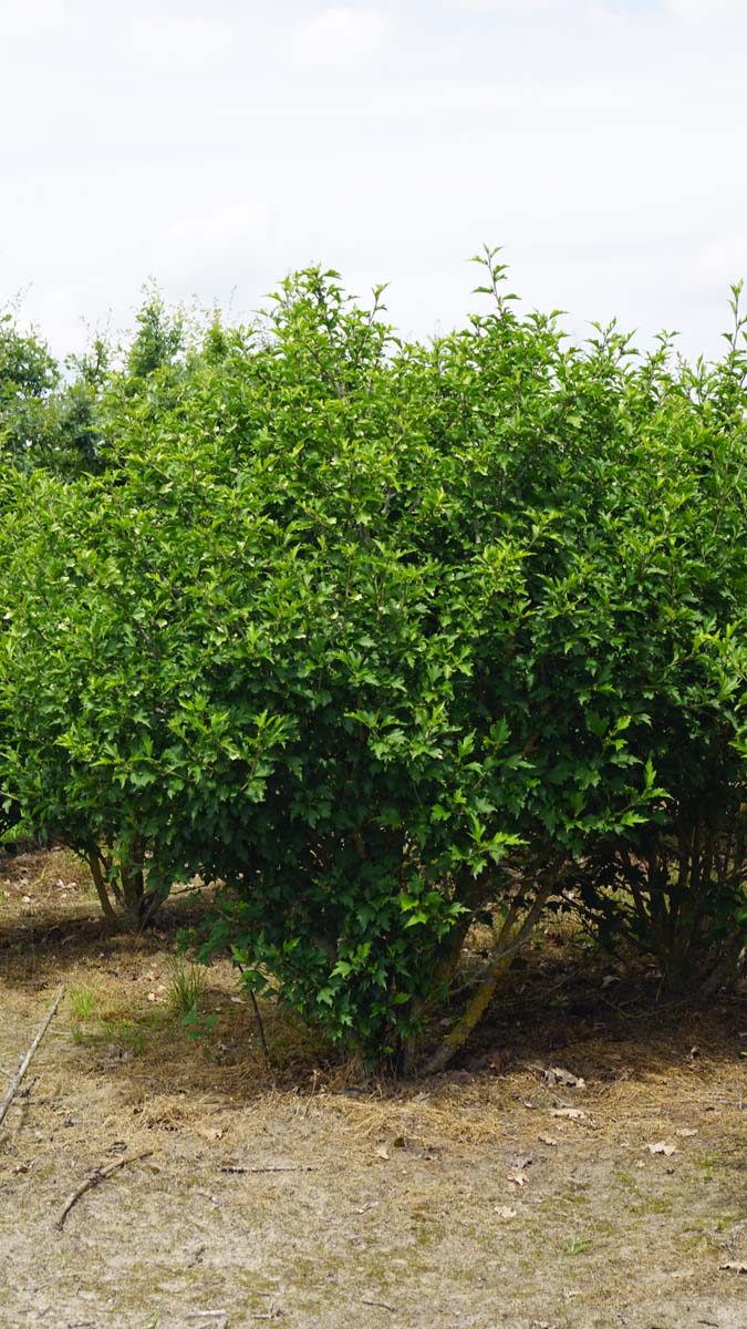 Hibiscus syriacus 'Maike' meerstammig / struik struik