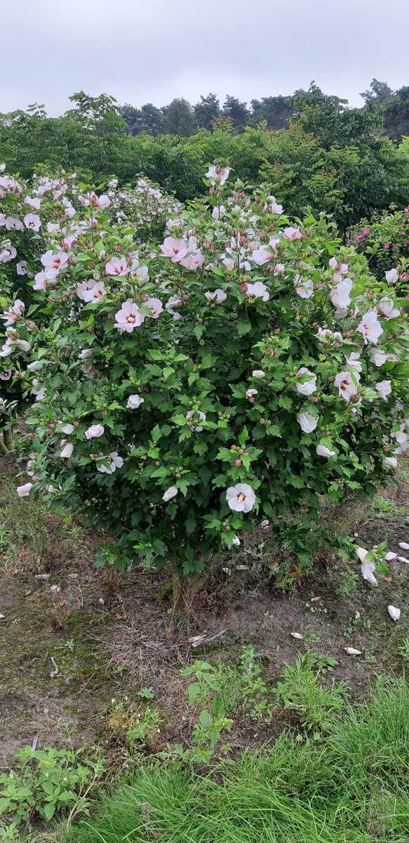 Hibiscus syriacus 'Melrose' meerstammig / struik struik