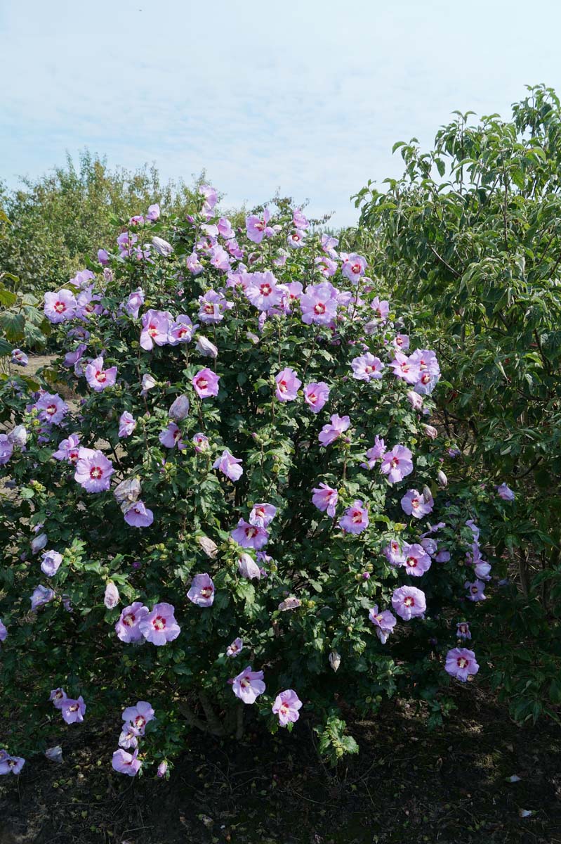 Hibiscus syriacus 'Oiseau Bleu' meerstammig / struik struik
