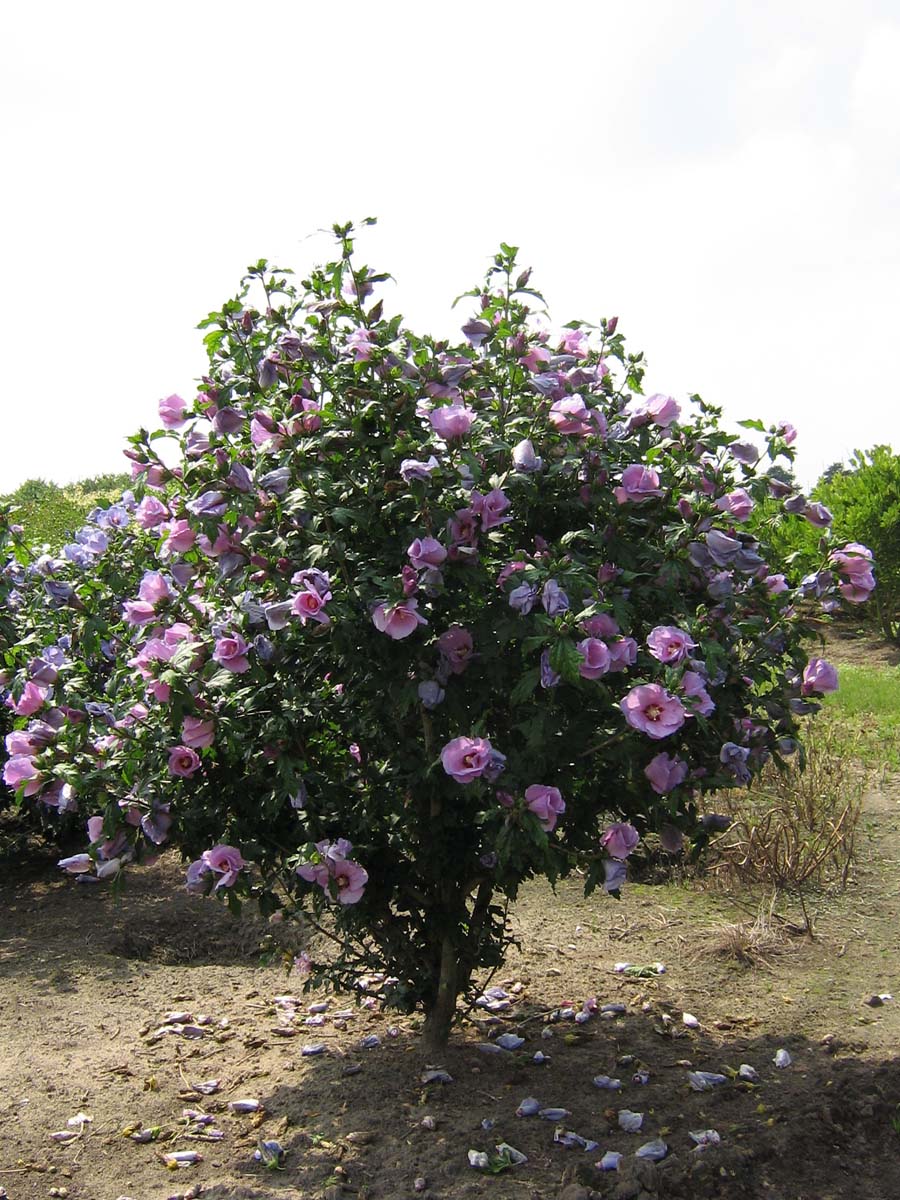 Hibiscus syriacus 'Oiseau Bleu' meerstammig / struik struik