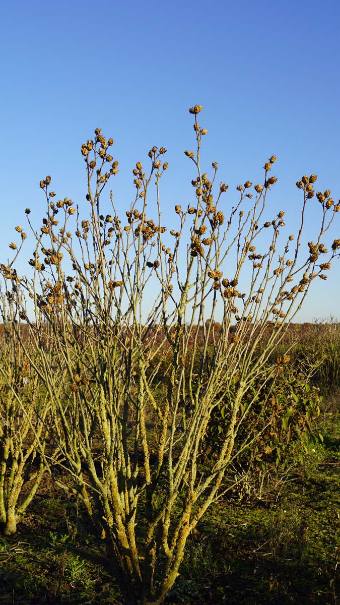 Hibiscus syriacus 'Oiseau Bleu' meerstammig / struik struik