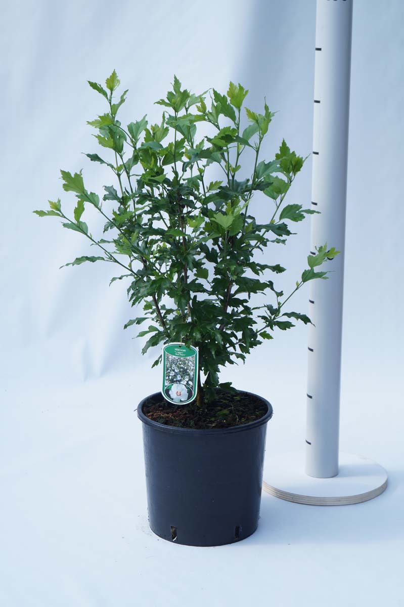 Hibiscus syriacus 'Red Heart' Tuinplanten struik