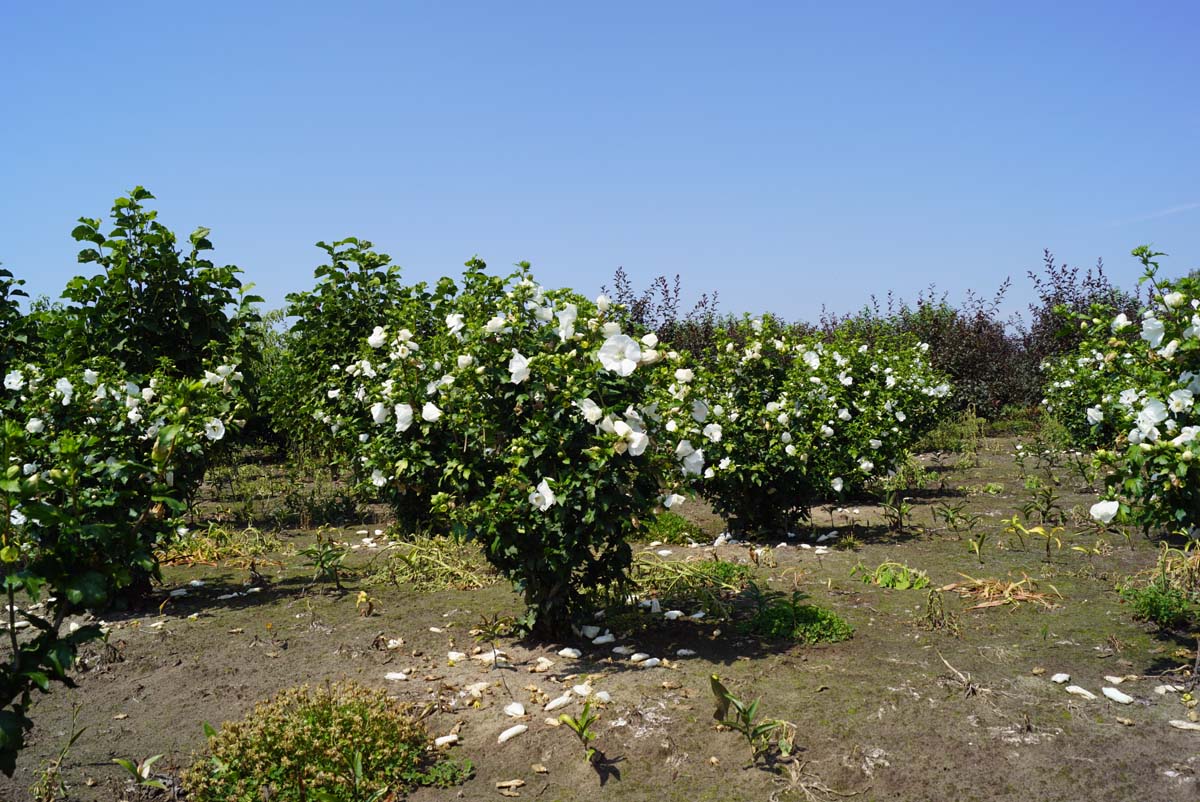 Hibiscus syriacus 'William R. Smith' meerstammig / struik struik