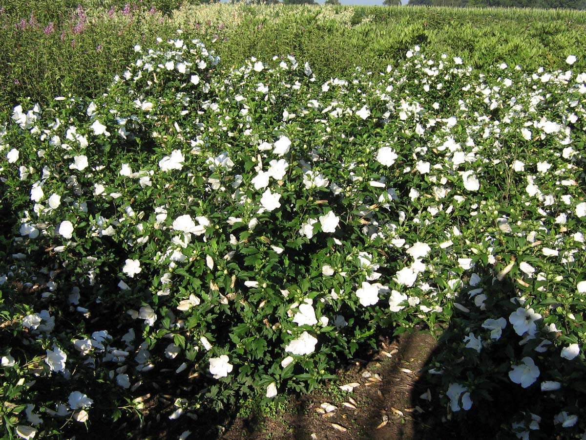 Hibiscus syriacus 'William R. Smith' meerstammig / struik struik