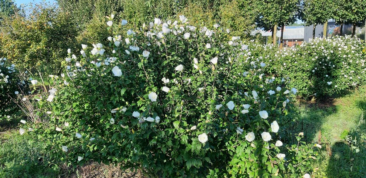 Hibiscus syriacus 'William R. Smith' meerstammig / struik struik