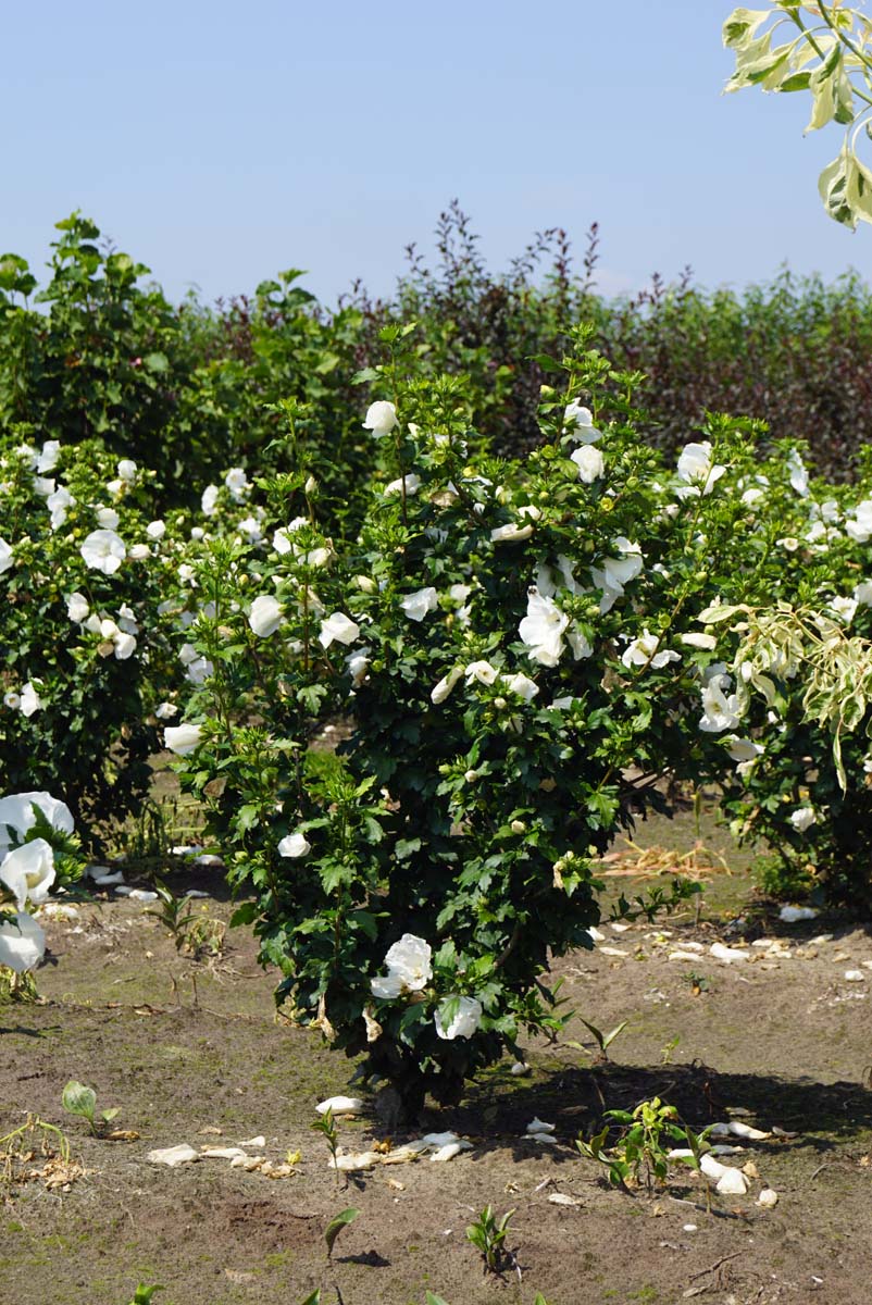 Hibiscus syriacus 'William R. Smith' meerstammig / struik struik
