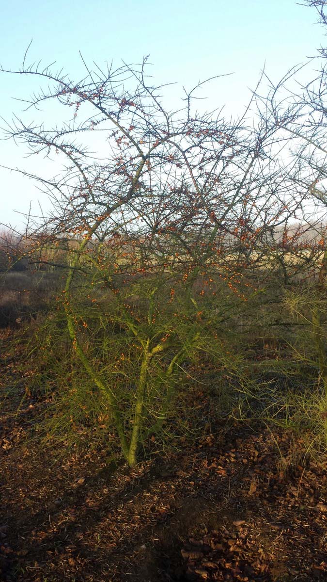 Hippophae rhamnoides meerstammig / struik struik