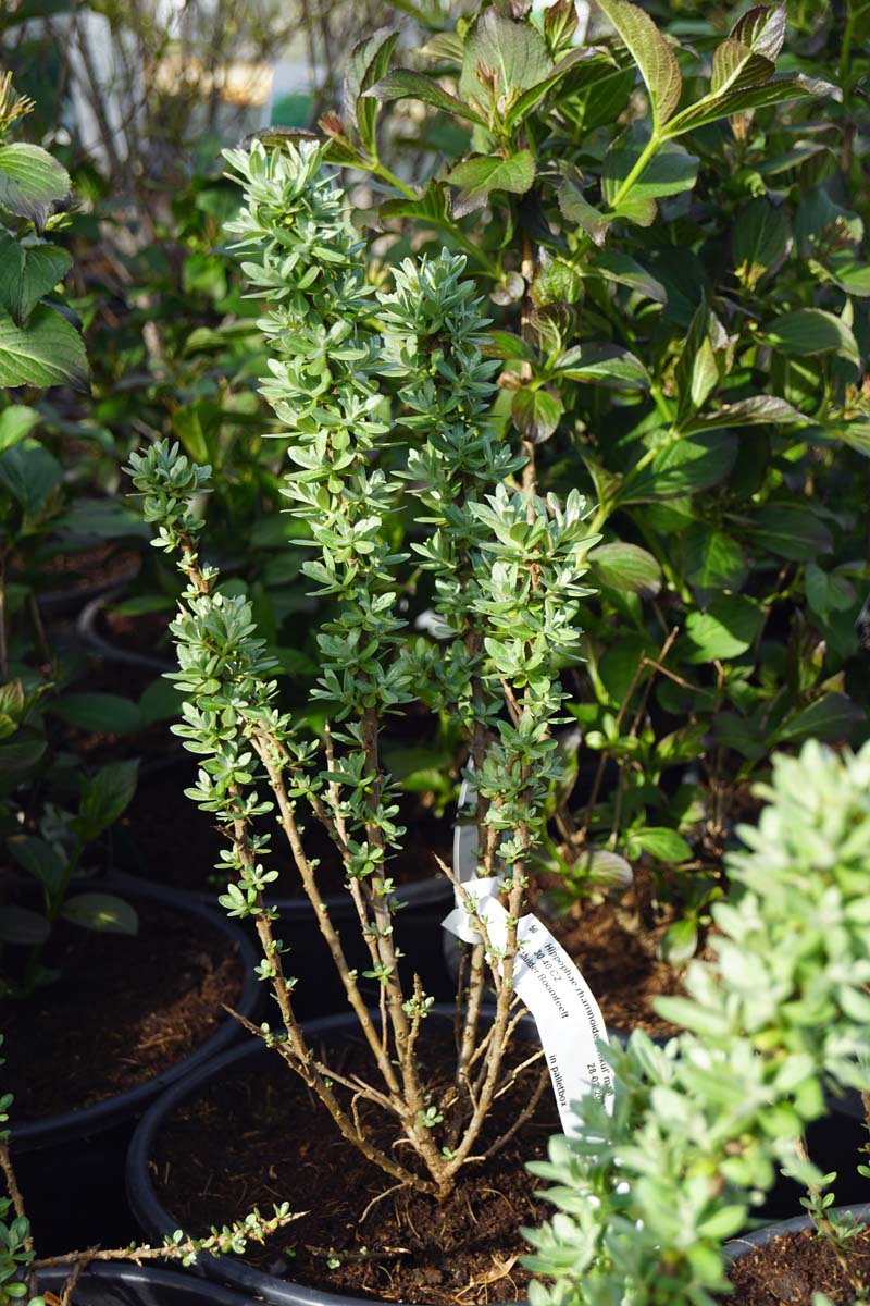 Hippophae rhamnoides 'Hikul' meerstammig / struik struik