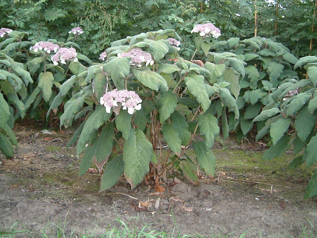 Hydrangea aspera 'Macrophylla' meerstammig / struik struik