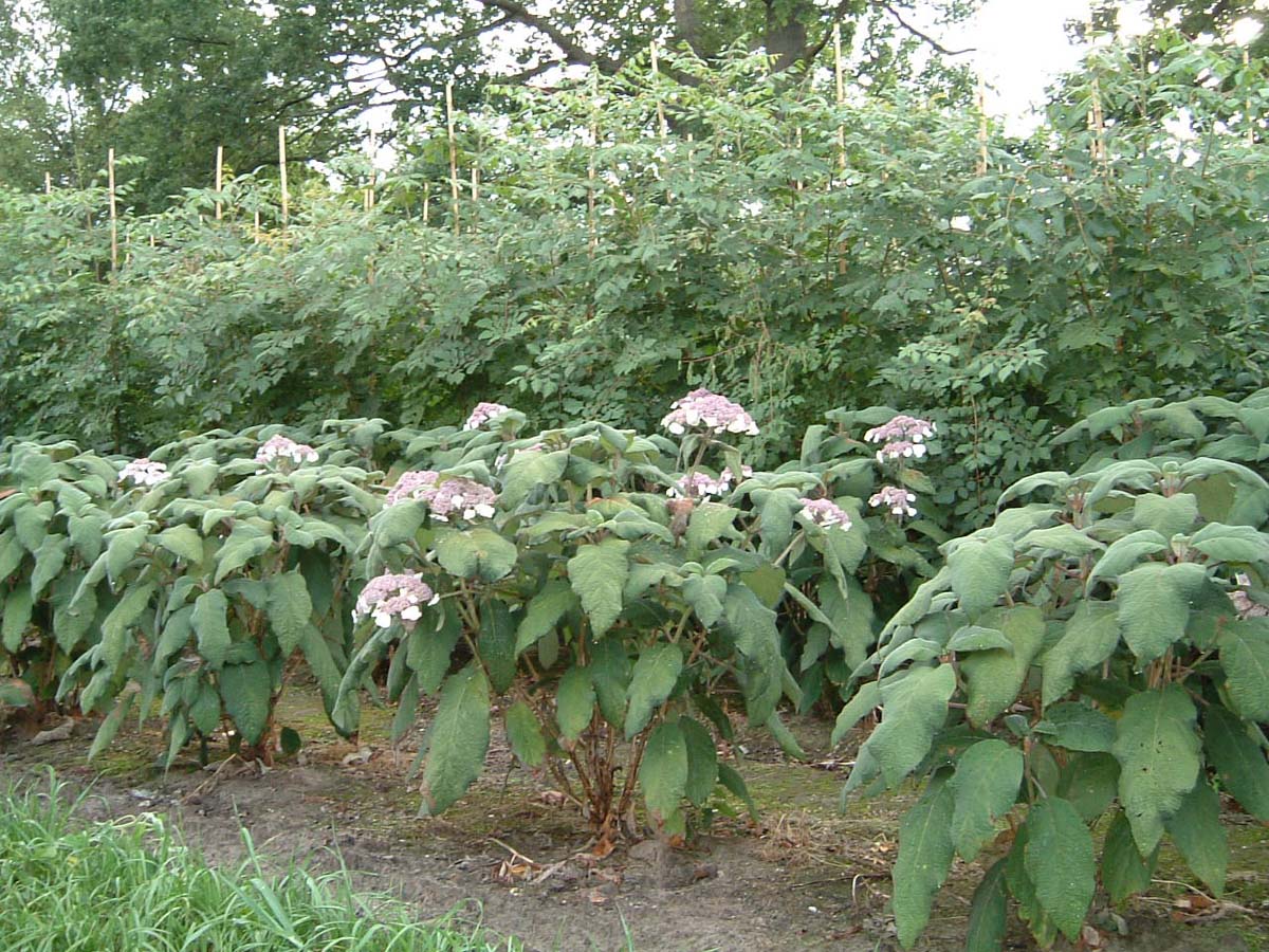 Hydrangea aspera 'Macrophylla' meerstammig / struik struik