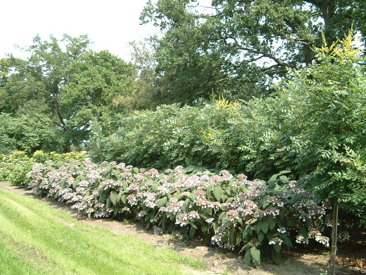 Hydrangea aspera sargentiana meerstammig / struik struik