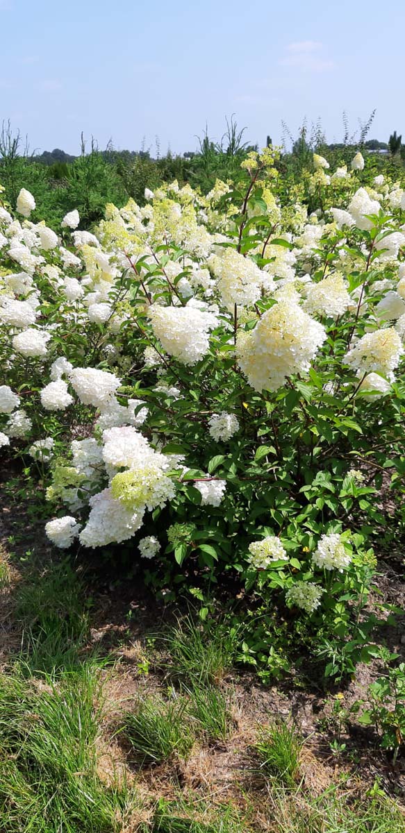Hydrangea paniculata 'Renhy' meerstammig / struik struik