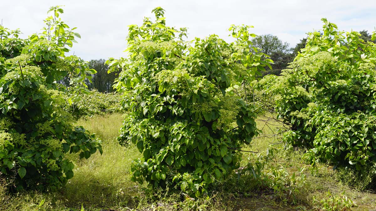 Hydrangea petiolaris meerstammig / struik struik