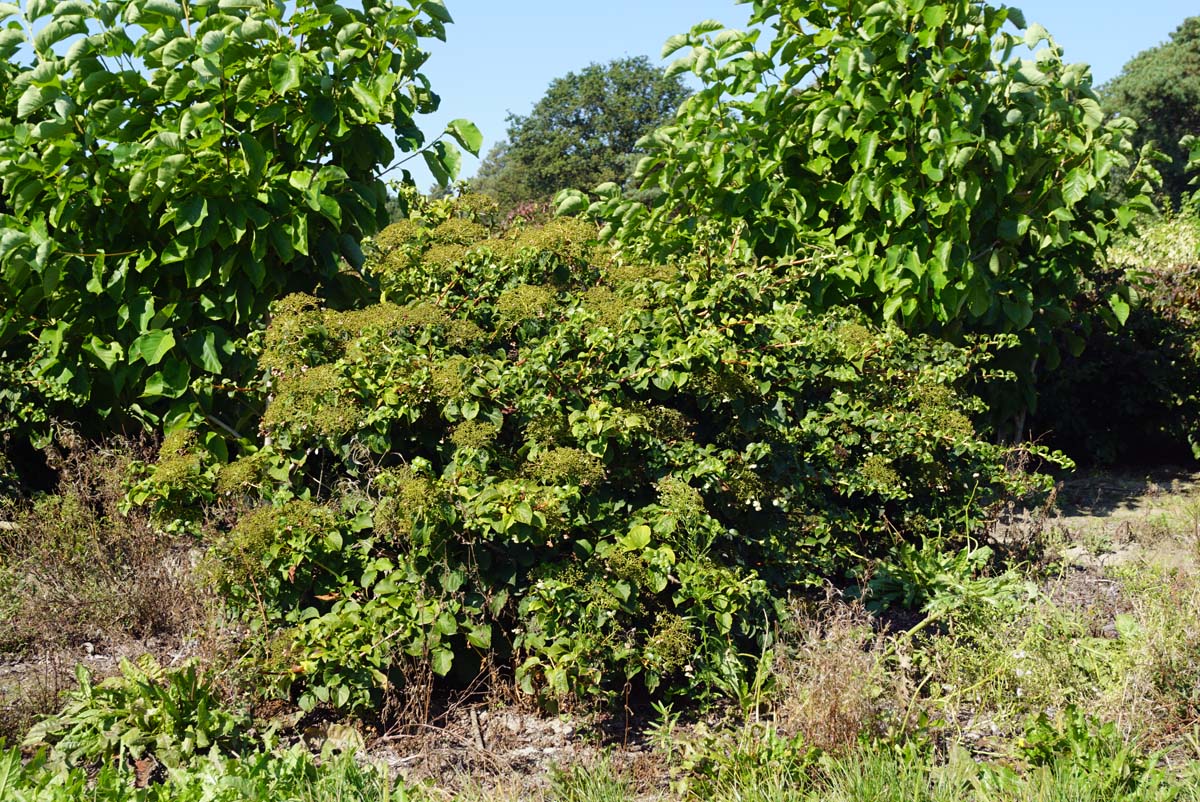 Hydrangea petiolaris meerstammig / struik struik