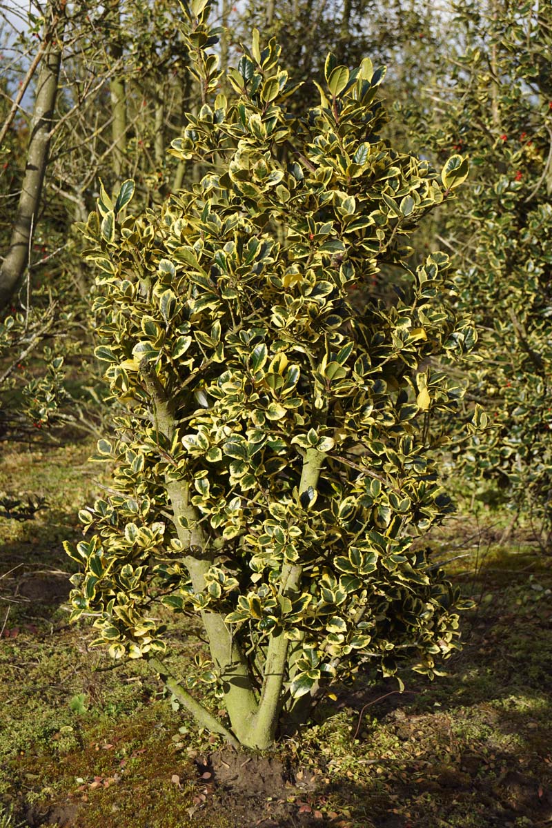 stechpalme golden king Ilex altaclerensis 'Golden King' Mehrstämmig / Strauch