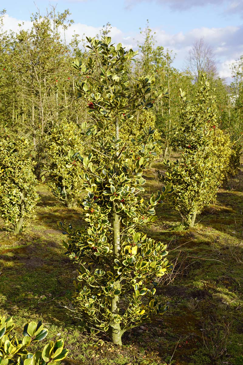 Ilex altaclerensis 'Golden King' meerstammig / struik struik