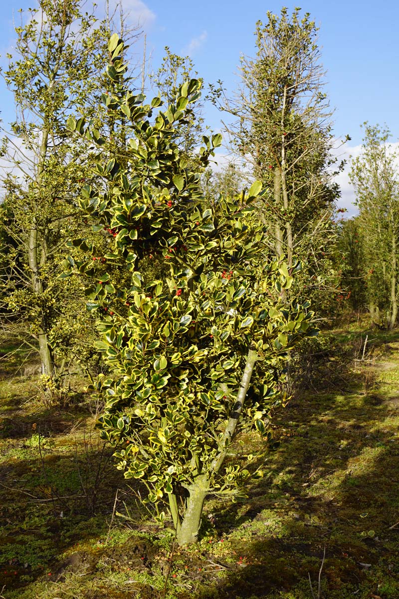 Ilex altaclerensis 'Golden King' meerstammig / struik struik