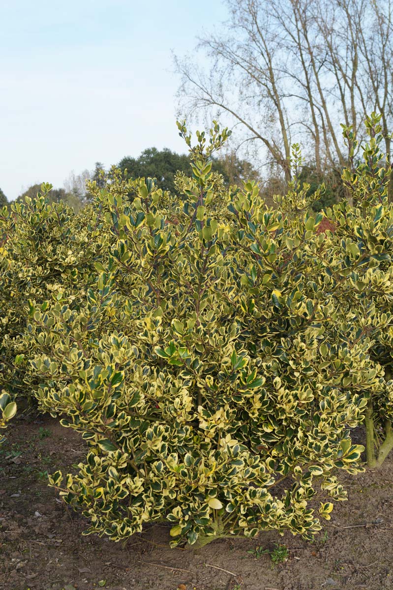 Ilex altaclerensis 'Golden King' meerstammig / struik struik