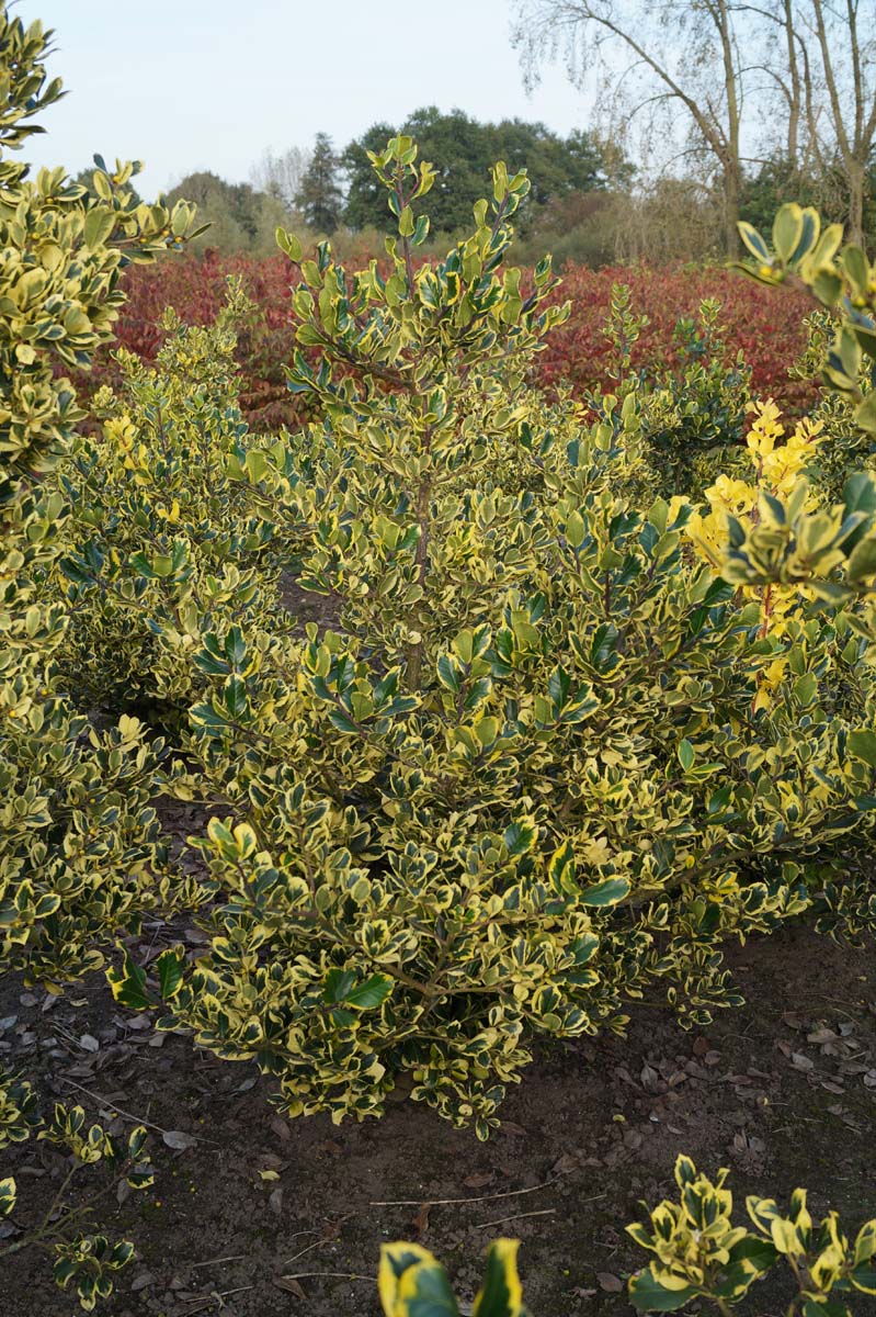 Ilex altaclerensis 'Golden King' meerstammig / struik struik