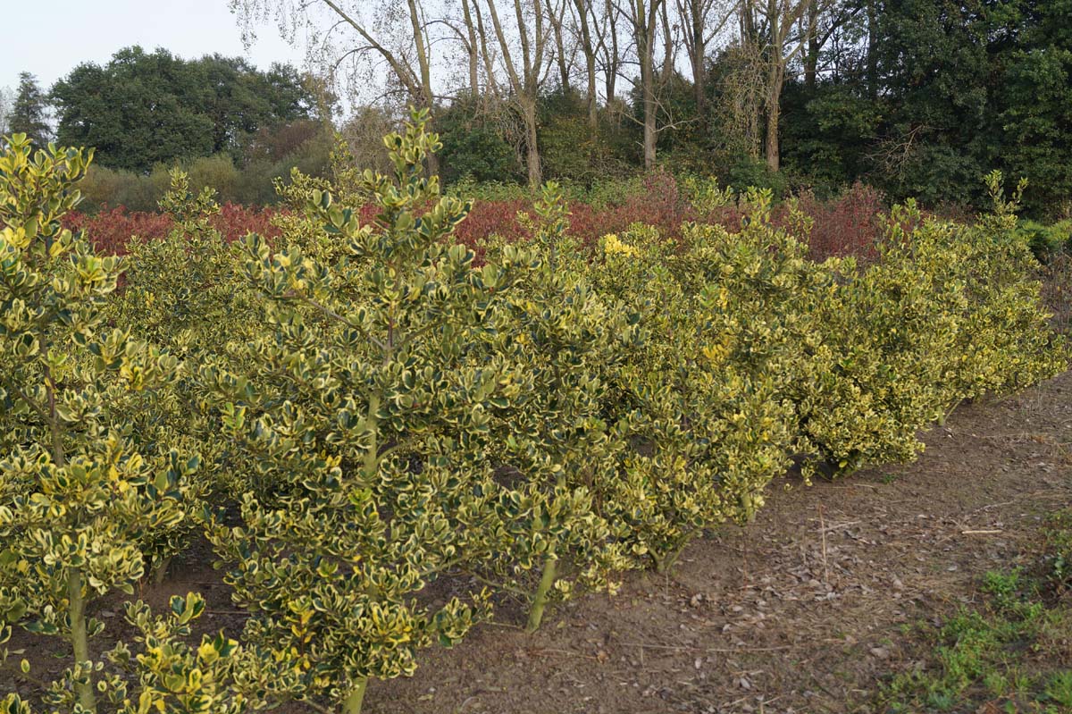 Ilex altaclerensis 'Golden King' meerstammig / struik struik
