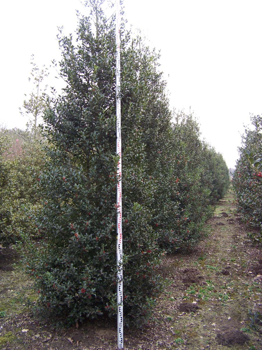Ilex aquifolium 'Alaska' meerstammig / struik struik