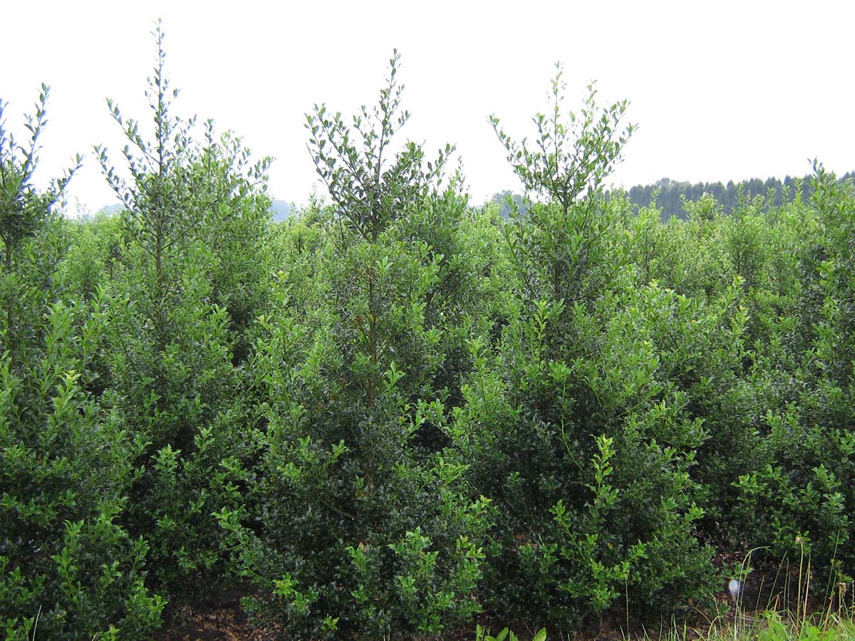 Ilex aquifolium 'Alaska' meerstammig / struik struik