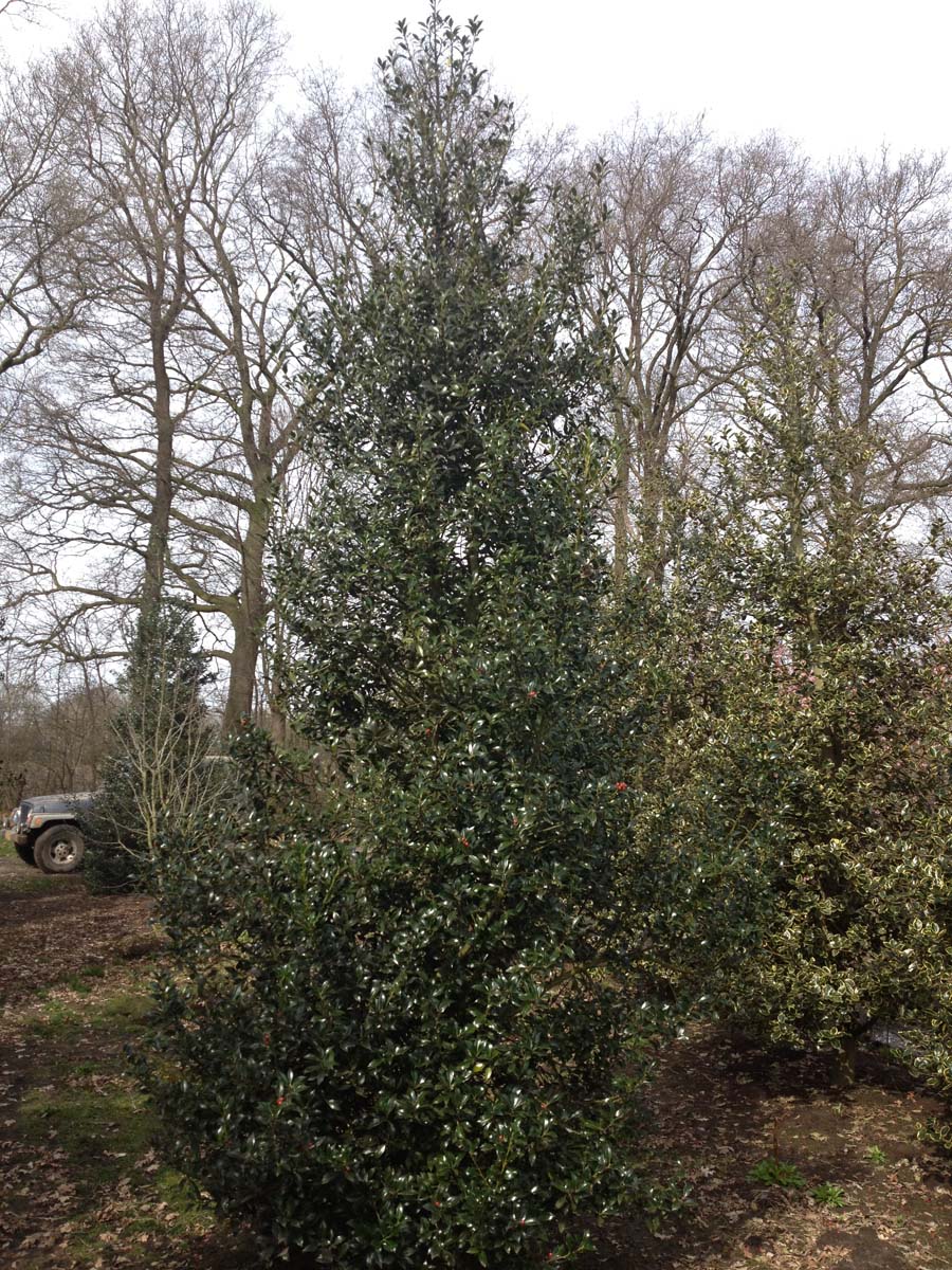 Ilex aquifolium 'Alaska' meerstammig / struik struik