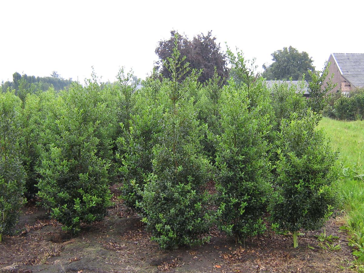 Ilex aquifolium 'Alaska' meerstammig / struik struik