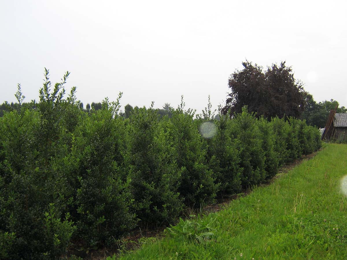 Ilex aquifolium 'Alaska' meerstammig / struik struik
