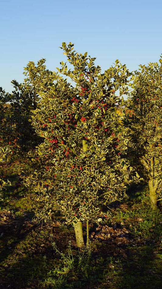 Ilex aquifolium 'Argentea Marginata' meerstammig / struik struik