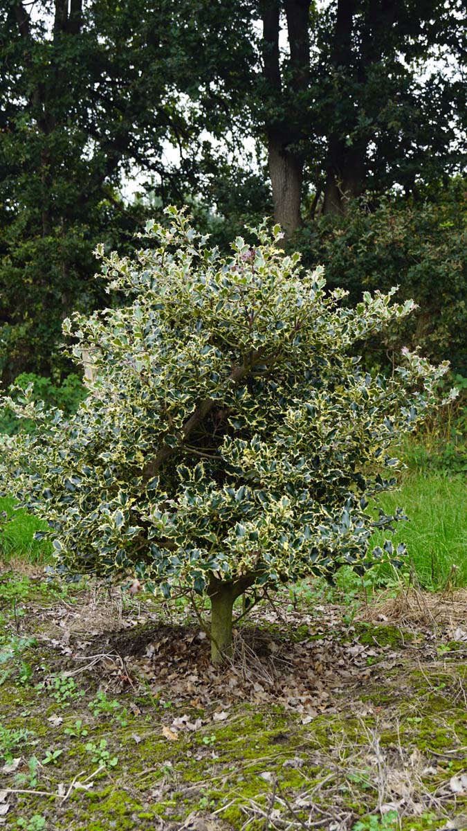 Ilex aquifolium 'Argentea Marginata' meerstammig / struik struik