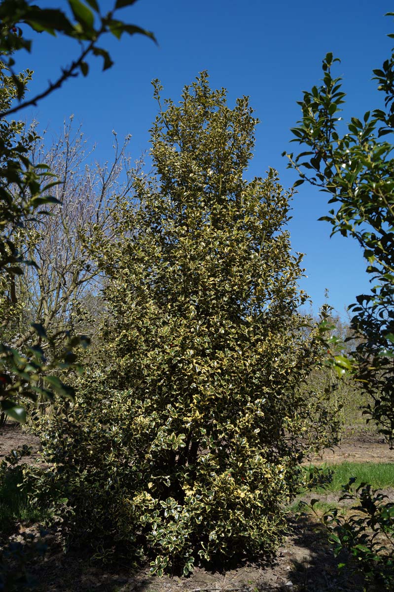 Ilex aquifolium 'Argentea Marginata' meerstammig / struik struik