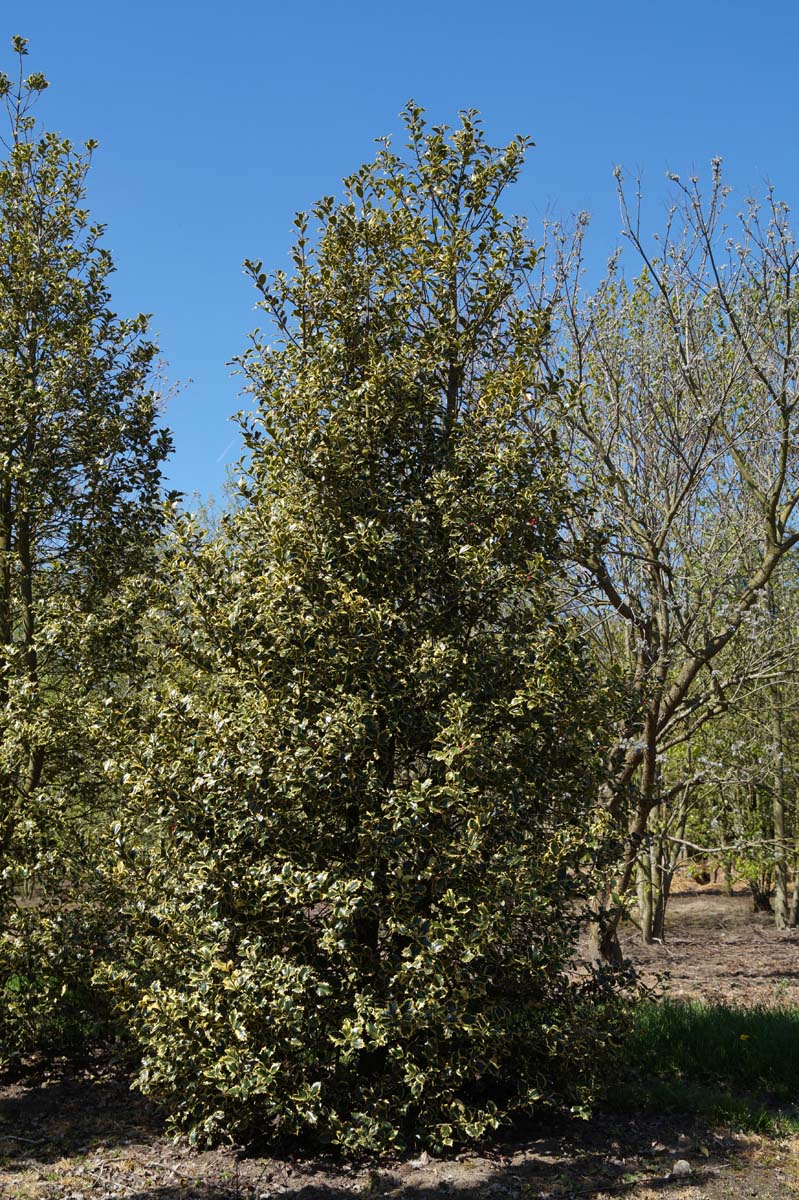 Ilex aquifolium 'Argentea Marginata' meerstammig / struik struik