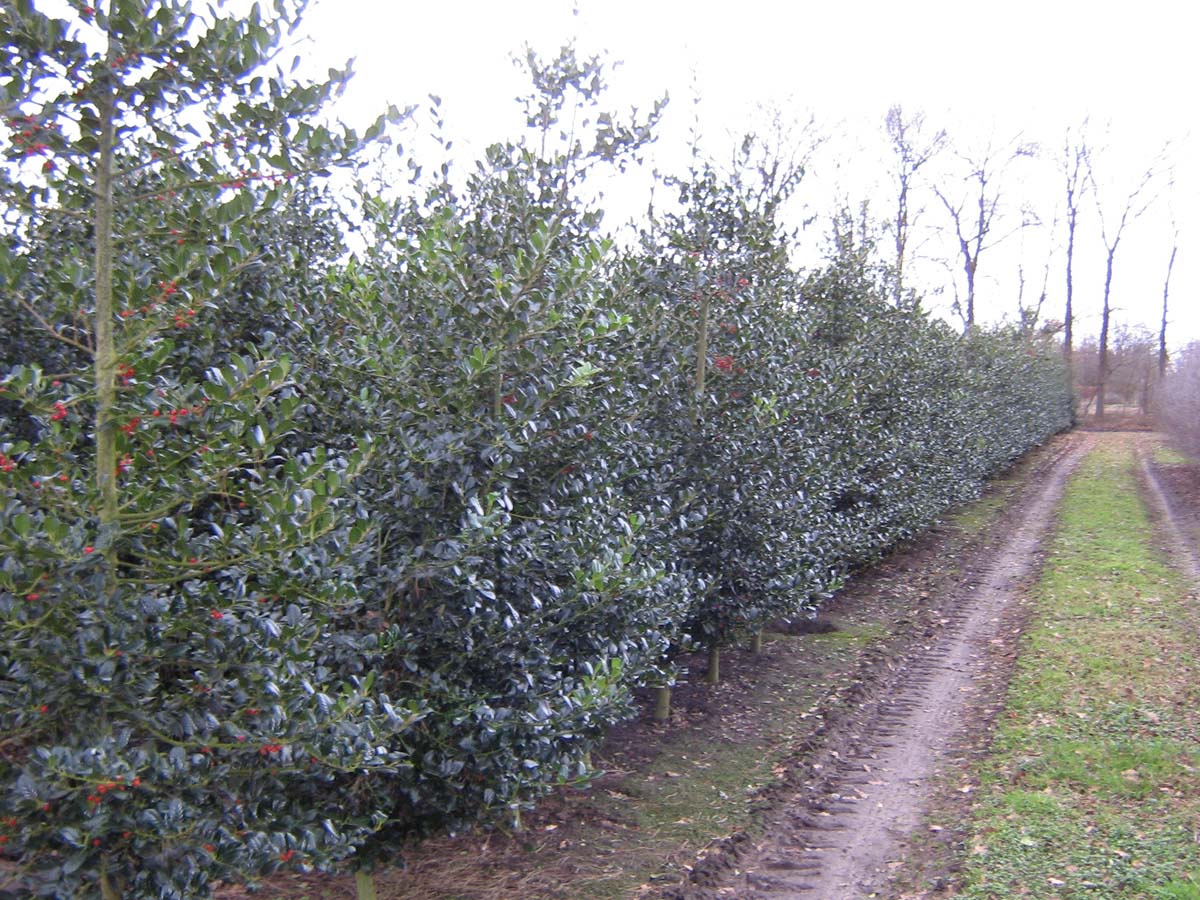 Ilex aquifolium 'J.C. van Tol' meerstammig / struik struik