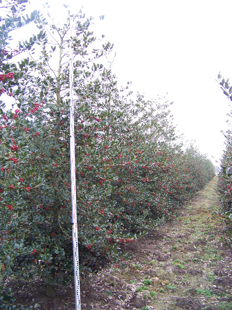 Ilex aquifolium 'J.C. van Tol' meerstammig / struik struik