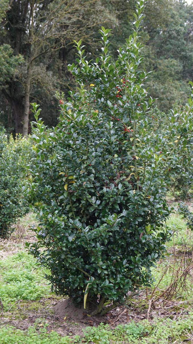 Ilex meserveae 'Blue Prince' meerstammig / struik struik