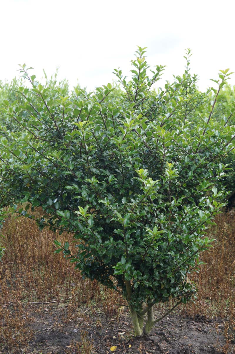 Ilex meserveae 'Blue Princess' Mehrstämmig / Strauch