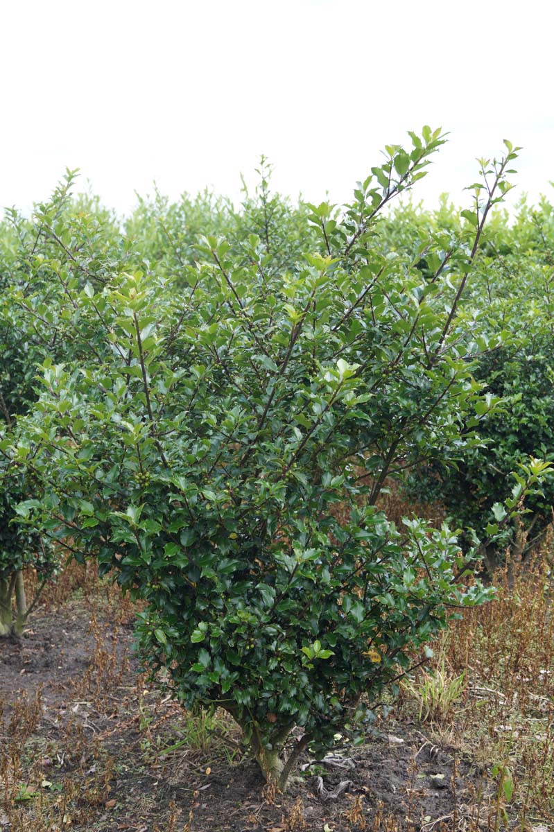 Ilex meserveae 'Blue Princess' meerstammig / struik struik