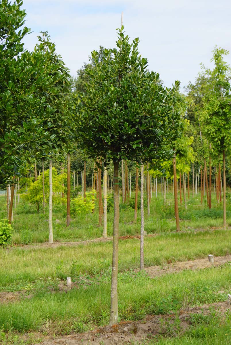 Ilex 'Nellie R. Stevens' op stam op stam