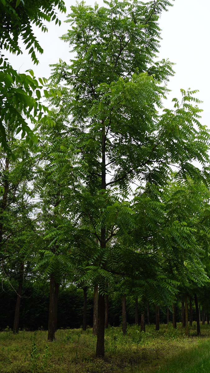 Juglans nigra op stam op stam