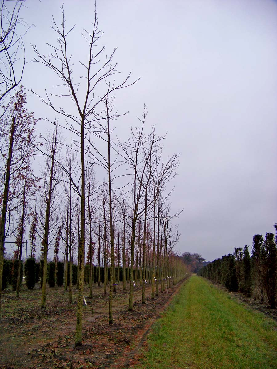 Juglans nigra op stam op stam