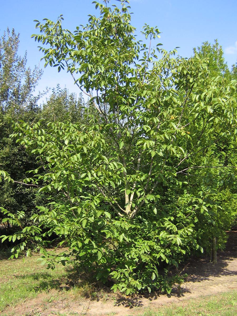 Juglans regia meerstammig / struik meerstammig