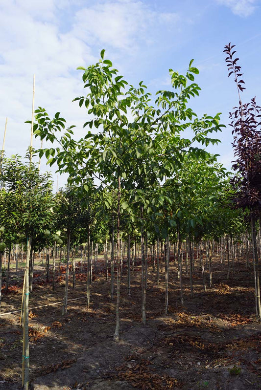 Juglans regia 'Bella Maria' op stam