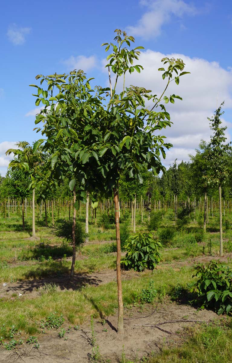Juglans regia 'Broadview' op stam op stam