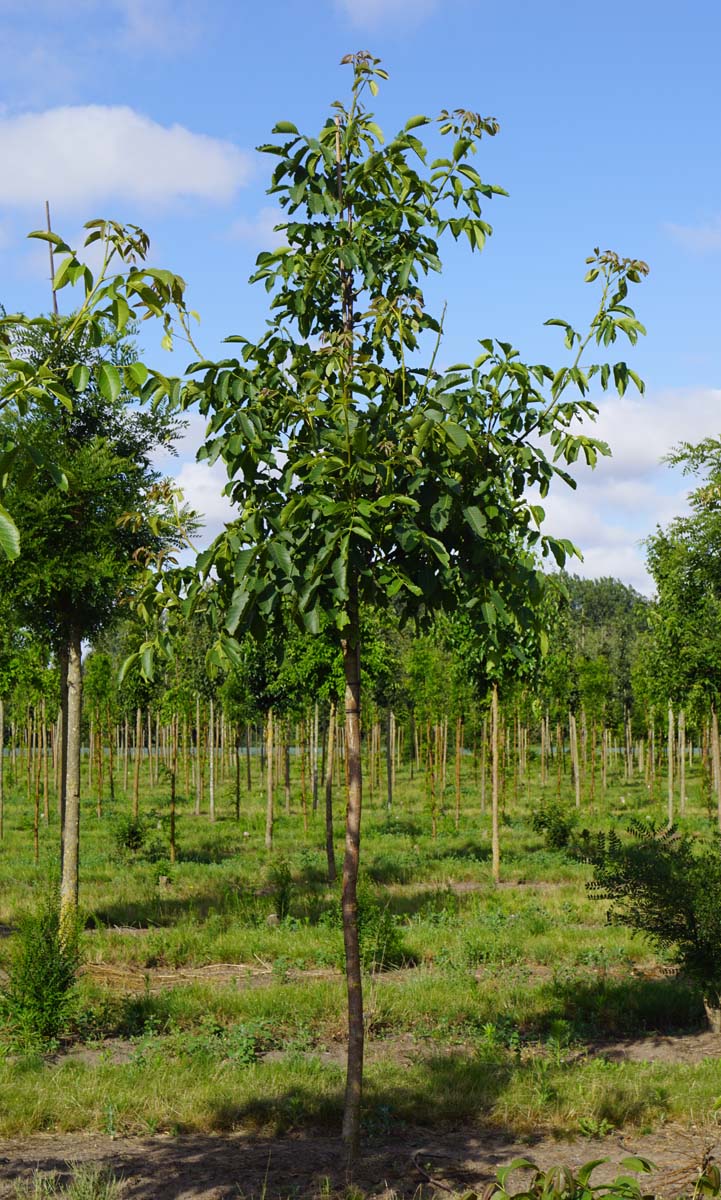 Juglans regia 'Broadview' op stam op stam