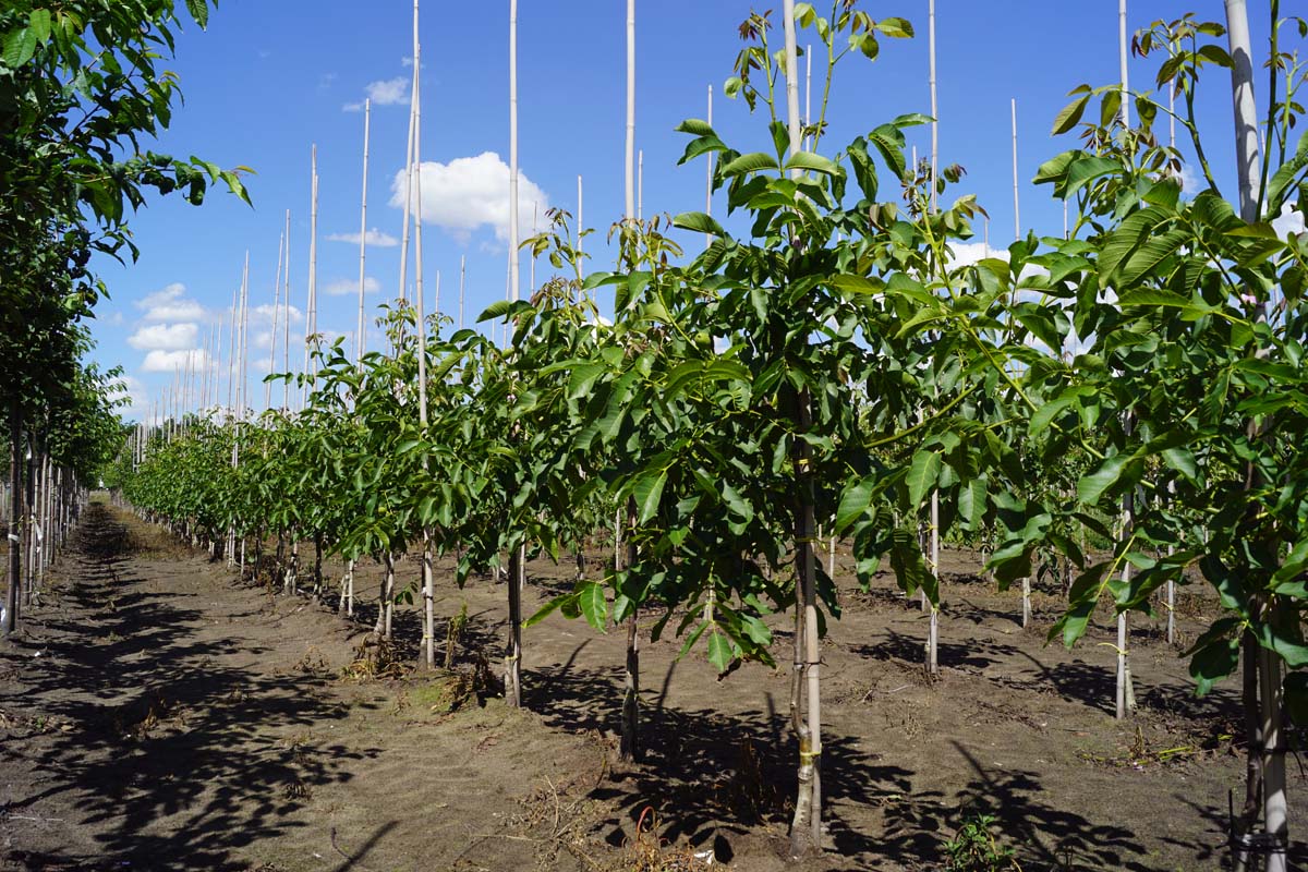 Juglans regia 'Broadview' op stam op stam