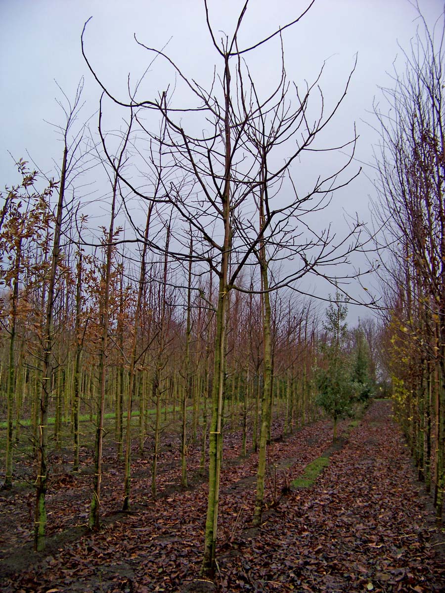 Juglans regia 'Buccaneer' op stam op stam