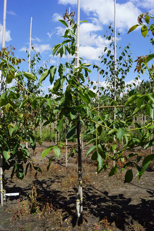 Juglans regia 'Nr 16' op stam