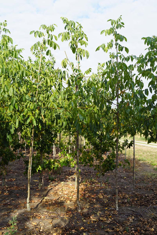 Juglans regia 'Proslavski' op stam