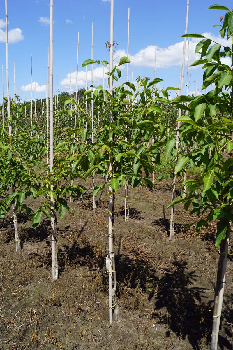 Juglans regia 'Rita' op stam